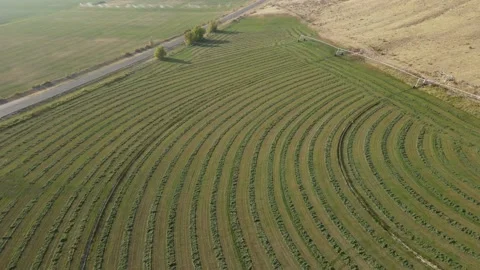 Alfalfa fields in perfect lines Stock Footage 142719391