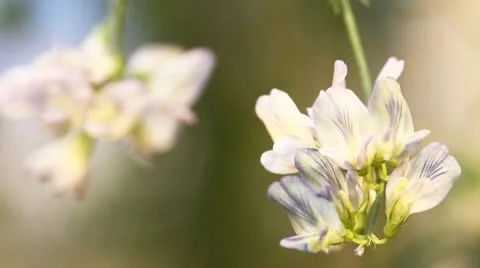 Alfalfa flower 库存影片 10763343