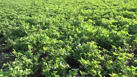 Alfalfa green background Stock Footage 73656276