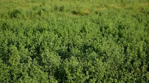 Alfalfa grows on a farm field. Stock Footage 120383069