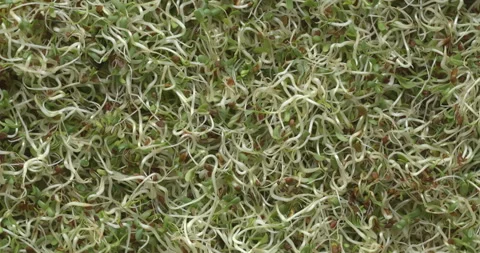 Alfalfa microgreens background. Stock Footage 277459034