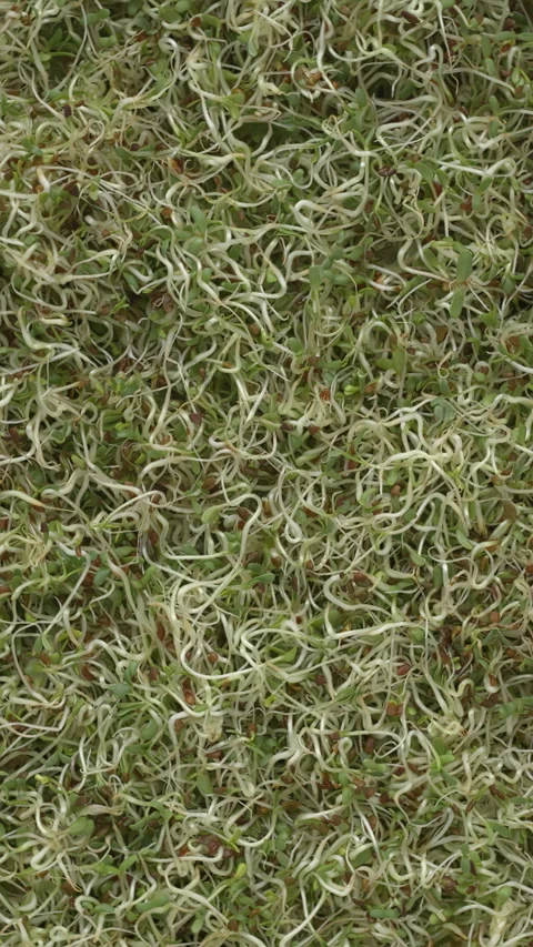 Alfalfa microgreens background. Vertical video. Stock Footage 277459023