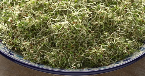 Alfalfa microgreens. Stock Footage 277419728