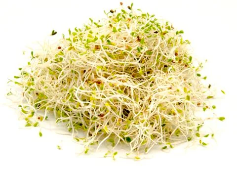 Alfalfa Stock Photos