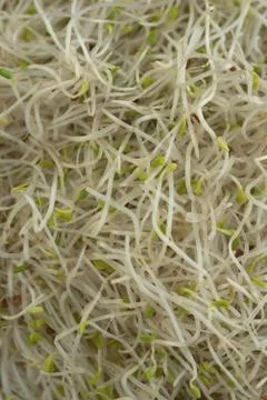 Alfalfa Sprout Macro close up Stock Photos