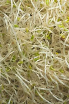 Alfalfa Sprout Macro close up Foto stock