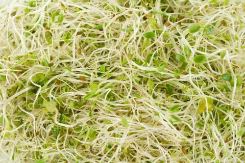 Alfalfa Sprout 스톡 사진