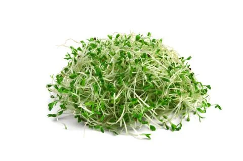 Alfalfa sprouts Stock Photos
