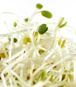 Alfalfa sprouts Stock Photos