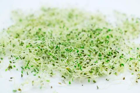 Alfalfa sprouts 스톡 사진