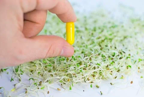 Alfalfa sprouts 스톡 사진