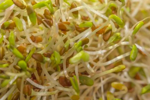 Alfalfa Sprouts Stock Photos