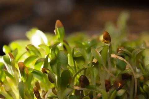 Alfalfa Sprouts Stock Photos