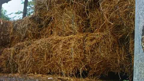 Alfalfa squares kept in the barn. 4k video Stock Footage 160697076