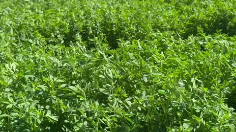 Alfalfa sways in the wind. Green surface, landscape of a field of bright green Stock Footage 280457856