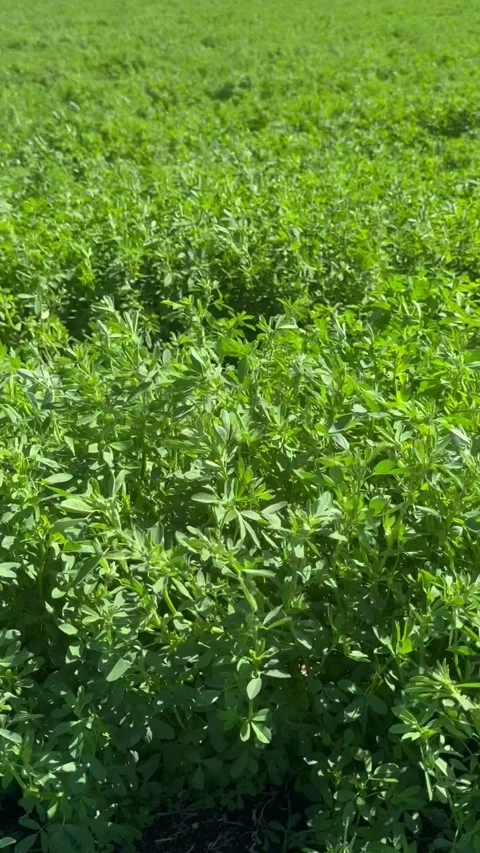 Alfalfa sways in the wind. Green surface, landscape of a field of bright green Stock Footage 280457886