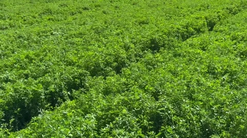 Alfalfa sways in the wind. Green surface, landscape of a field of bright green Stock Footage 282748606