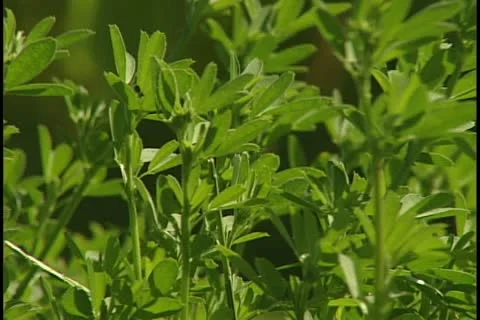 Alfalpha 库存影片 11701400