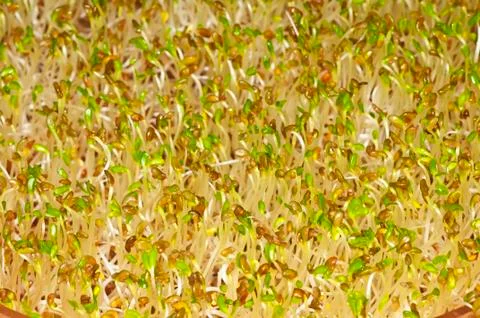 Alflafa-sprouts,lucerne Stock Photos
