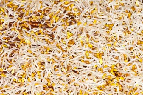 Alflafa-sprouts,lucerne Stock Photos