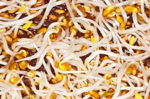 Alflafa-sprouts,lucerne Stock Photos