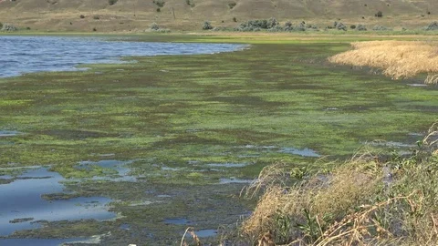 Alga, algae, algae thickets, algal flora, algobiota, algology, algosociety, a Vidéo 113527373