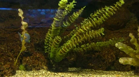 Alga Stock-Footage 8600889