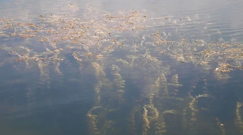 Alga Stock Footage 28992241