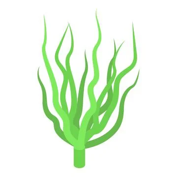 Alga plant icon isometric vector. Spirulina food Stock Illustration