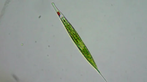 Alga under microscope 動画素材 33661214