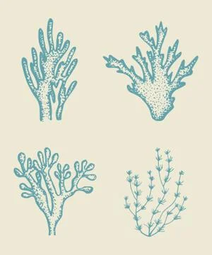 Alga vector sketch Stock Illustration