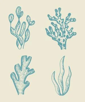 Alga vector sketch set Stock Illustration