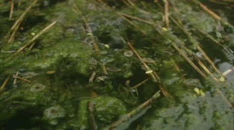 Alga in water Stock Footage 11293260