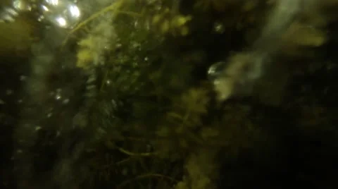 Algae and air bubbles under the ice at night in the glow of lamps 스톡 동영상 46321940