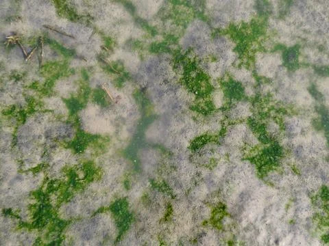 Algae and Aquatic Grass in Shallow Water Stock Photos