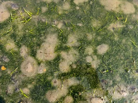 Algae and Aquatic Grass in Shallow Water Stock Photos