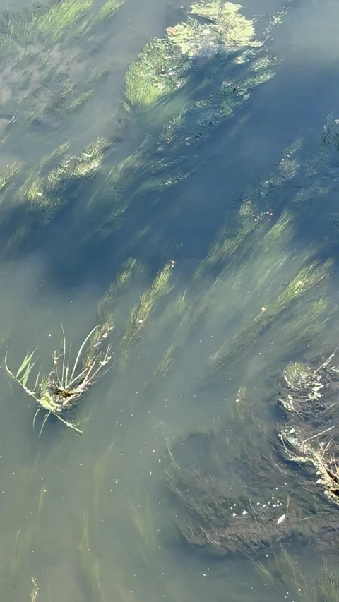 Algae and aquatic plants Stock Footage 342975391