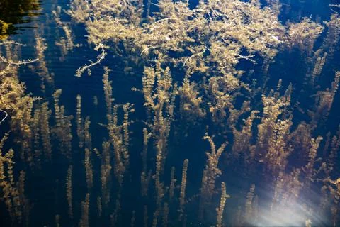 Algae and aquatic plants Stock Photos