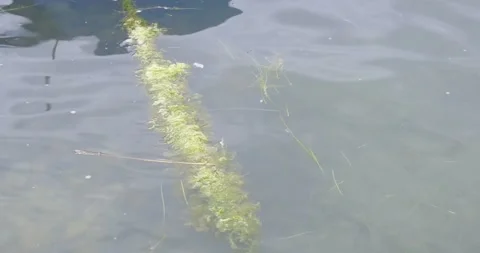Algae and debris on the sea surface along the coast Stock Footage 137875563