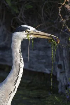 Algae and fish last catch of the day Foto stock