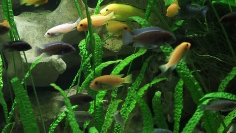 The algae and fishes Video stock 234705844