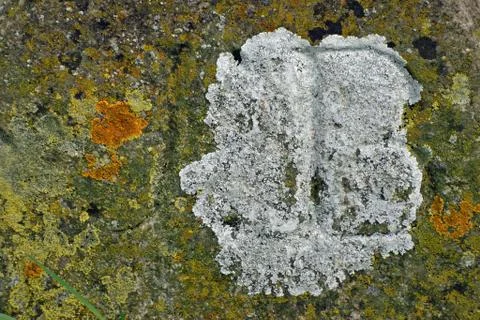 Algae and lichens on stone Stock Photos
