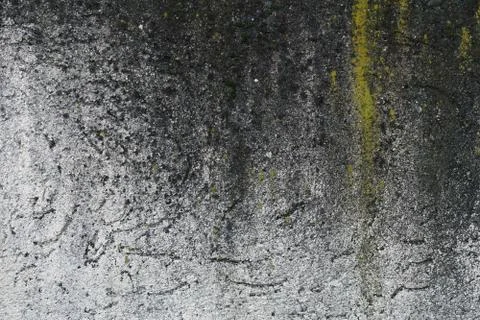 Algae and Mold On A cement wall. Fotos de archivo