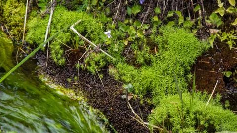 Algae and moss at river Stock Photos