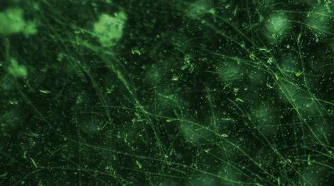 Algae and Nematode Worms Seen at 100x Microscope Stock Footage 56415042