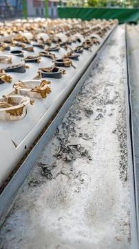 Algae and Salt Stains on Hydroponic PVC System Photos