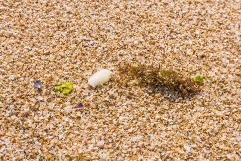 Algae and sea shell on a beach sand, closeup Stock Photos