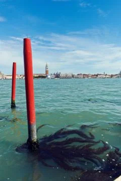 Algae and seaweed on the pier Venice, Italy Stock Photos