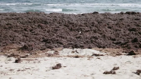 Algae and shells washed up on the beach by a storm 스톡 동영상 272275814
