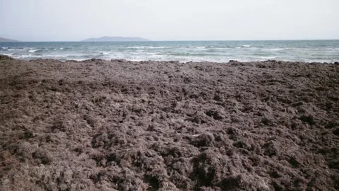 Algae and shells washed up on the beach by a storm Stock-Footage 272276015